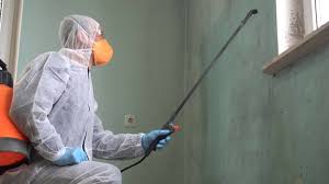 Best Mold Odor Removal Services in USA