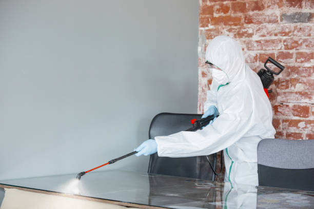 Best Emergency Mold Remediation in USA